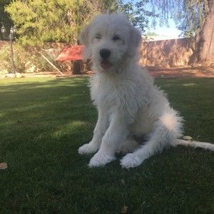 Meet your Posher, Posh